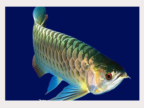 養魚(yú)風(fēng)水，養魚(yú)的六大禁忌要清楚！長(cháng)春風(fēng)水大師，長(cháng)春風(fēng)水